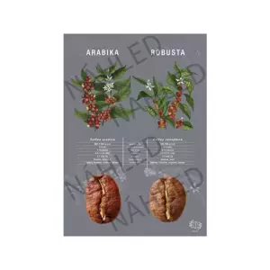 Beanie Arabika vs Robusta – plakát A4